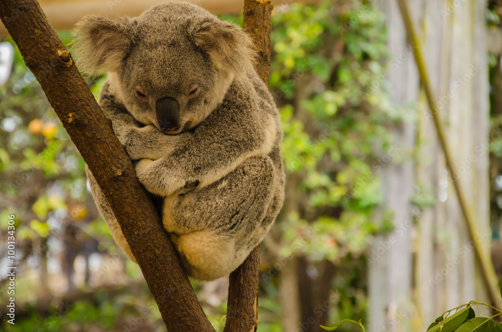 Obraz premium Koala auf einem Baumstamm
