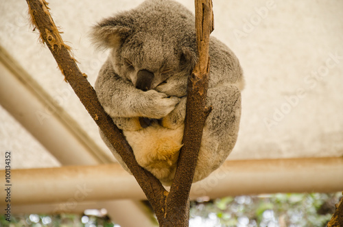 Schlafender Koala auf einem Baumstamm