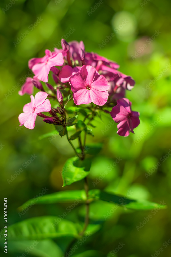 Flower Phlox (Perennial Phlox) in a summer country garden. Selective focus, shallow depth of field Flower Phlox (Perennial Phlox) in a summer country garden. Selective focus, shallow depth of field