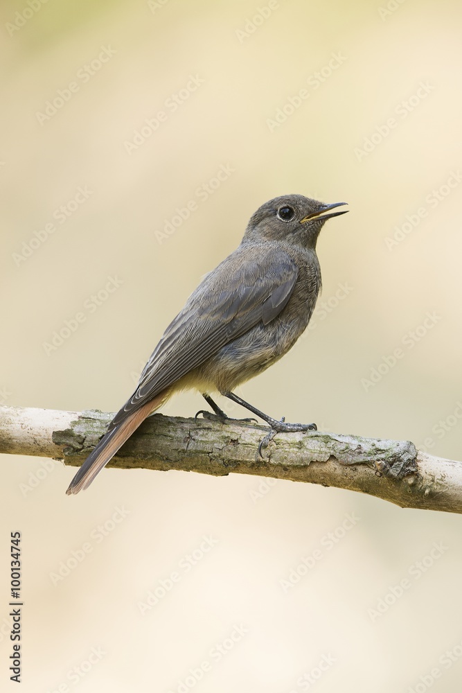 Obraz premium Bird on the branch
