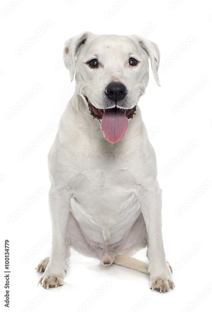old american staffordshire terrier