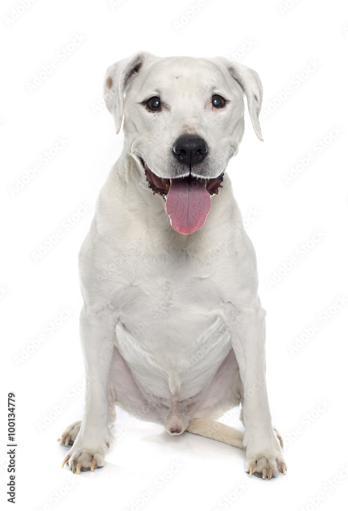old american staffordshire terrier old american staffordshire terrier