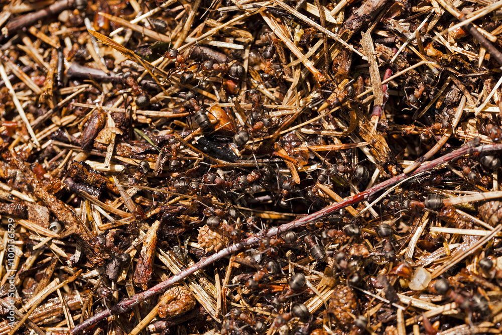 ant hill . close up ant hill . close up