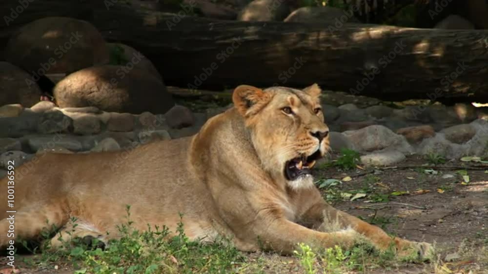 A young calm lioness, lying on shadow background, sniffing the ear and yawning. The most dangerous and very beautiful predator of the world. Excellent animal in the amazing HD footage.
A young calm lioness, lying on shadow background, sniffing the ear and yawning. The most dangerous and very beautiful predator of the world. Excellent animal in the amazing HD footage.