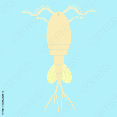 cyclop -water flea - small planktonic animal