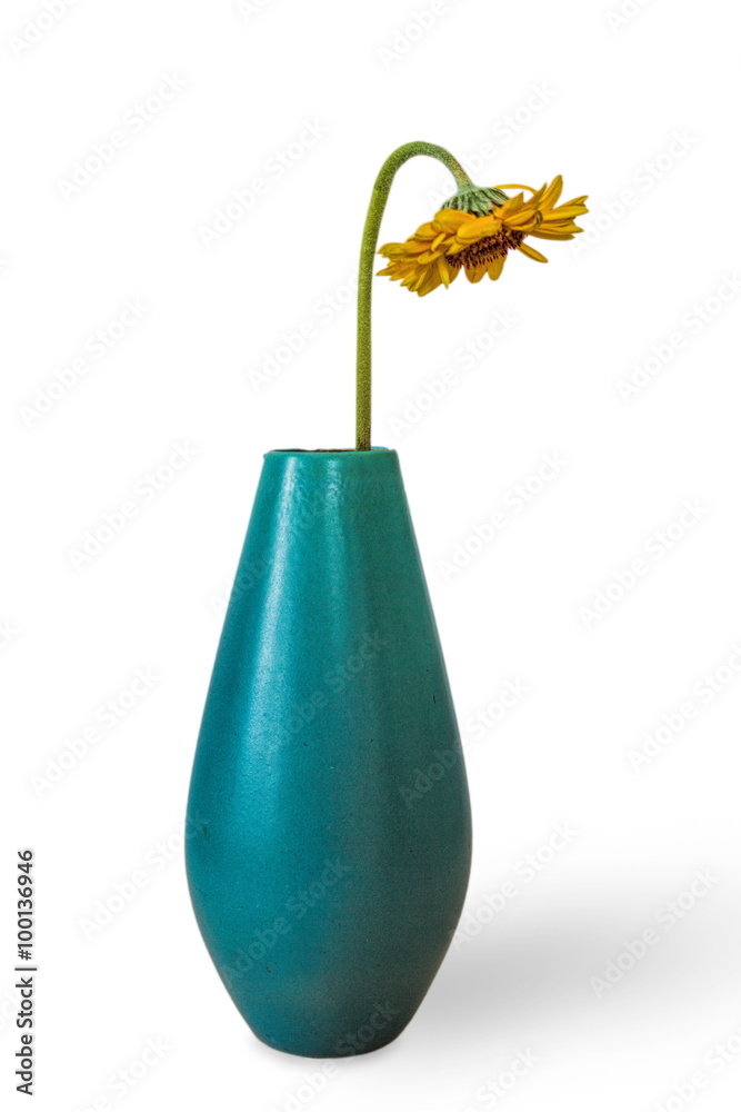 Fototapeta premium Verdorrte Sonnenblume