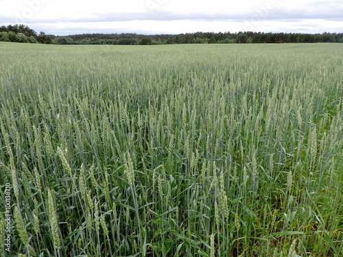 Huge green spelt field 