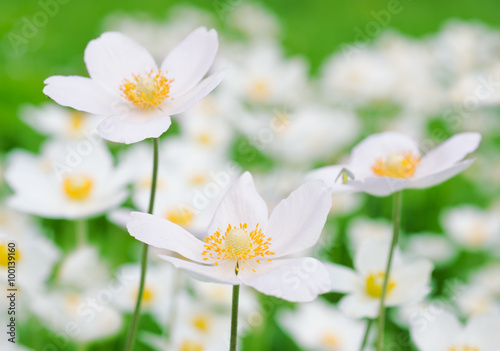 Anemones white flowers