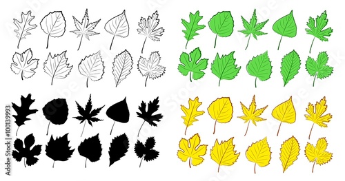 Set of leaves from trees.