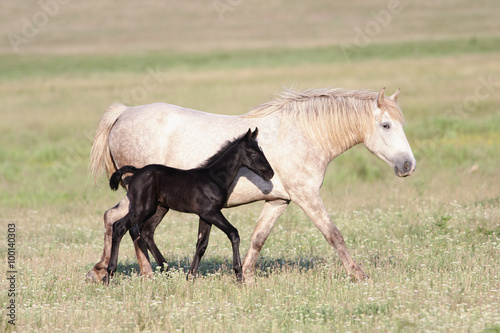 Two horses  black foal and white mother