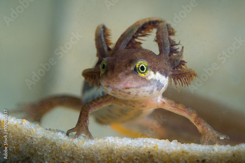 Common newt tadpole photo