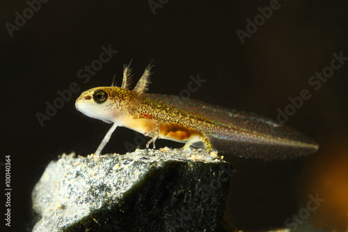 Fototapeta Common newt tadpole