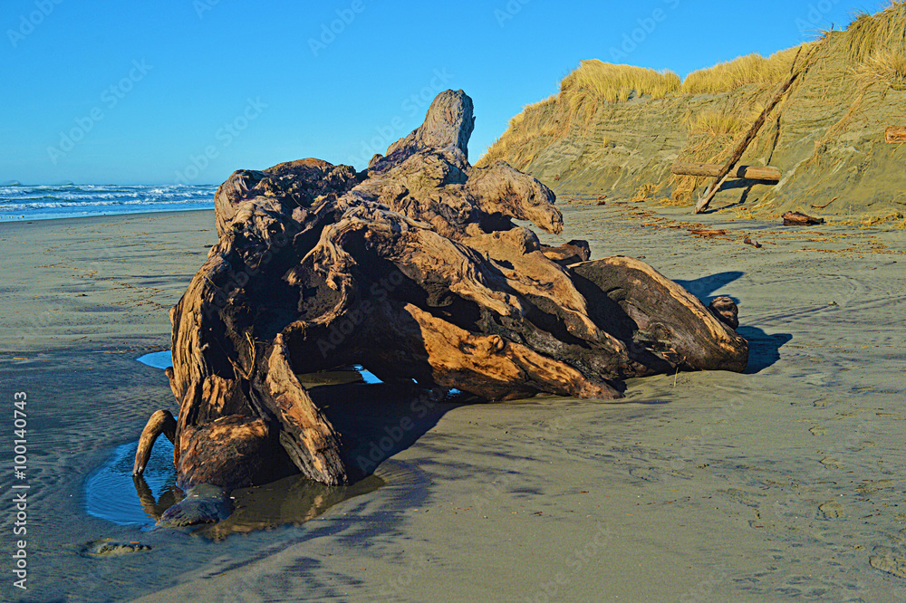 beach erosion  and giant tree roots at the Washington Coast in the Pacific Northwest caused by winter storms