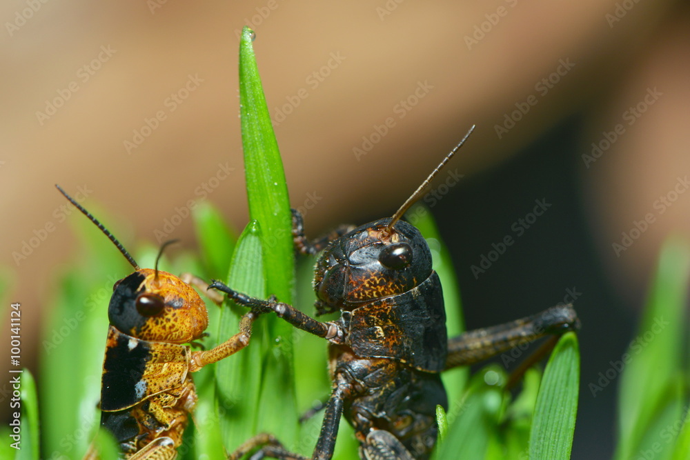 Fototapeta premium Kleine Plagegeister