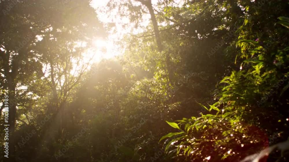 Sun shining down on forest