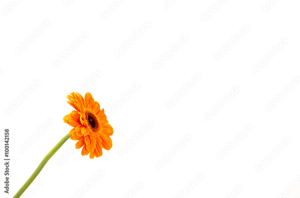 orange gerbera isolated on white orange gerbera isolated on white