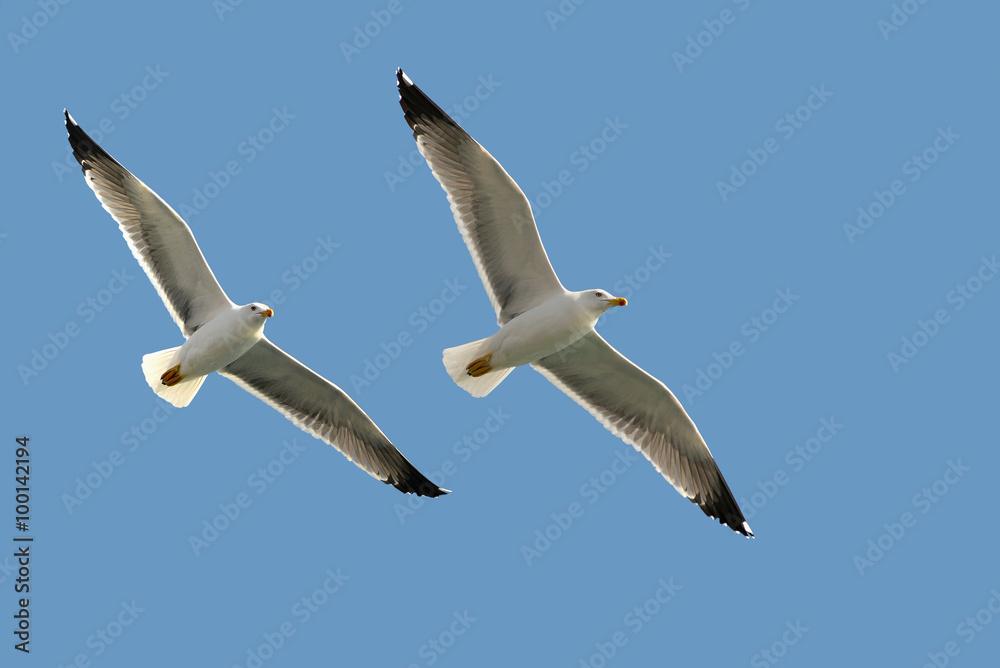Fototapeta premium Two sea gulls
