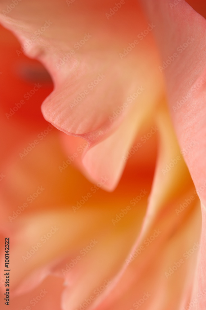 Fototapeta premium Glad flower fragment