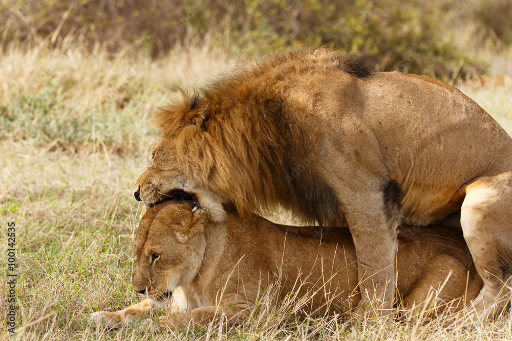 Naklejka premium Löwen