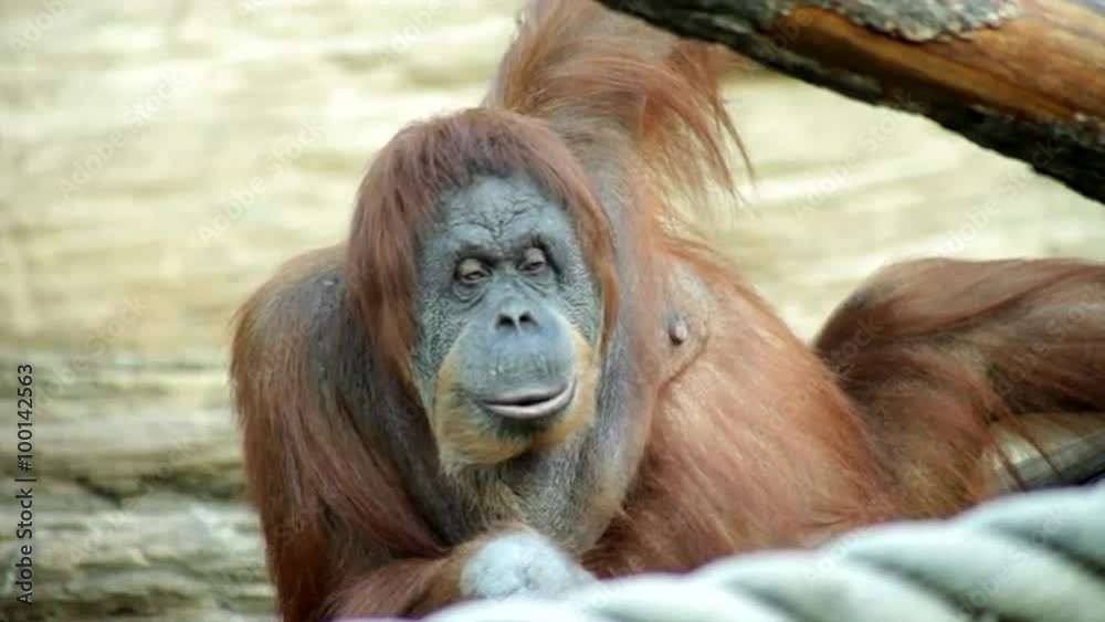 A mature orangutan female, savoring something. Long eye contact with some immodest onlooker. Amazing great ape with human like expression. Wild beauty of the big primate.
A mature orangutan female, savoring something. Long eye contact with some immodest onlooker. Amazing great ape with human like expression. Wild beauty of the big primate.