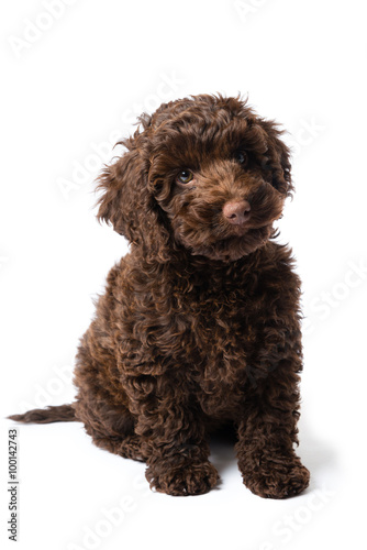 Labradoodle Mini Puppy