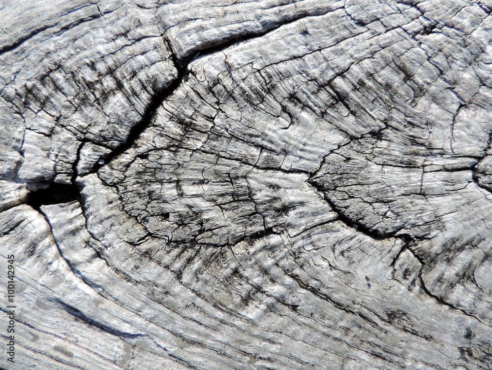 Unusual natural gray wood texture.