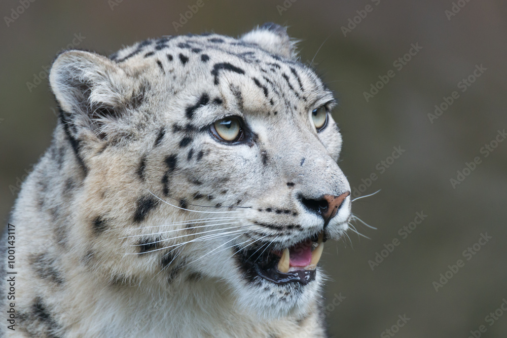 Obraz premium Snow leopard