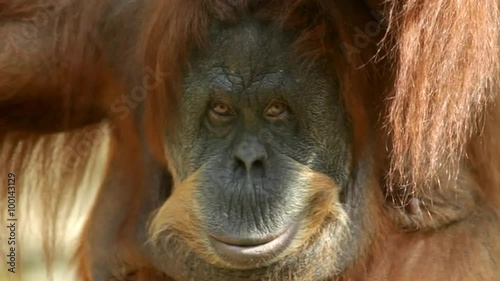 Stare of a mature orangutan female. Amazing great ape with human like expression. Wild beauty of the excellent big primate in the amazing HD footage.
