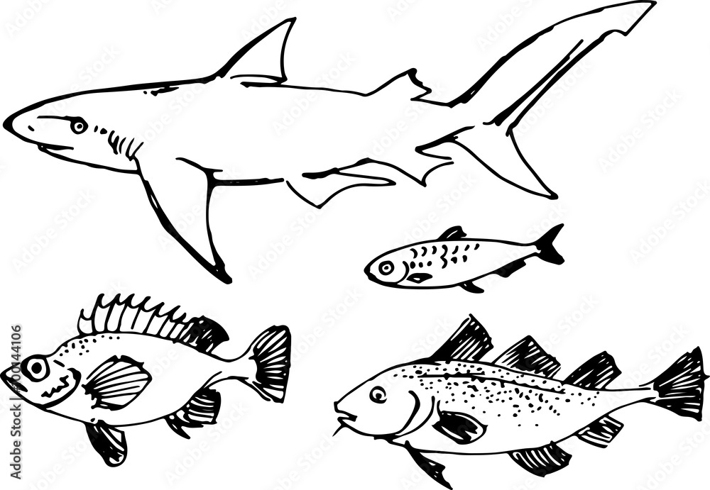 Obraz premium Fish set. Vector illustration