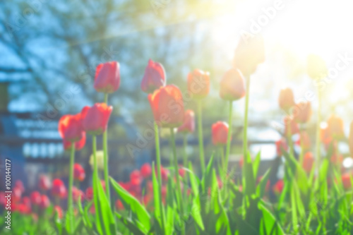 Blurred background of red colored tulips