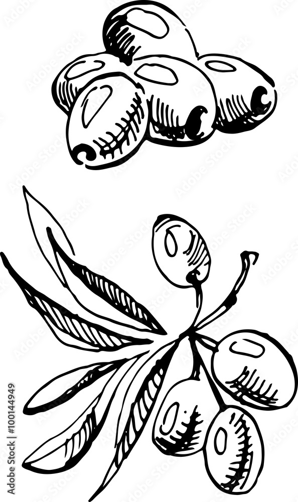 Olives.  Vector illustration