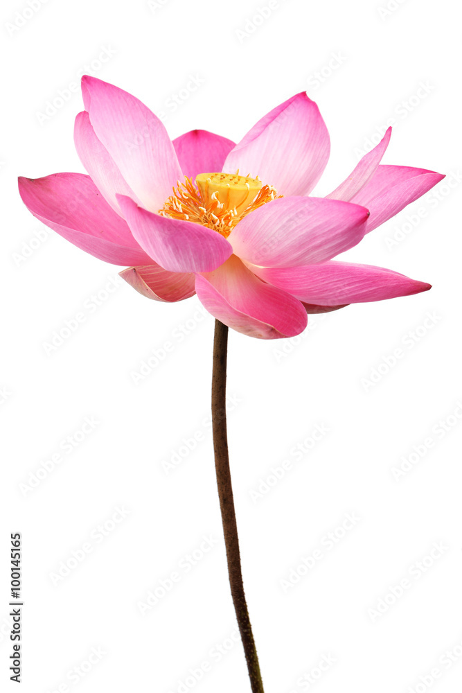 lotus flower isolated on white background. lotus flower isolated on white background.