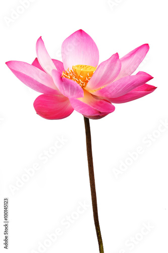lotus flower isolated on white background.