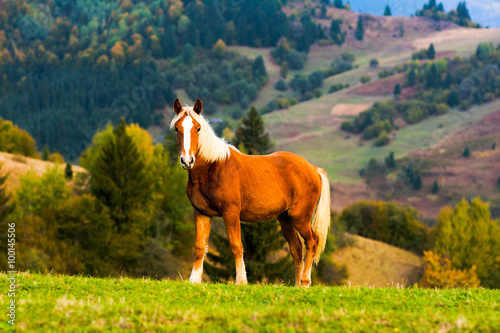 Принти на полотні Horse on the mountains hills