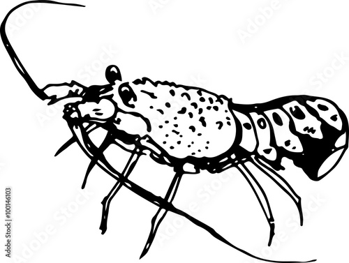 Spiny lobster. Vector illustration