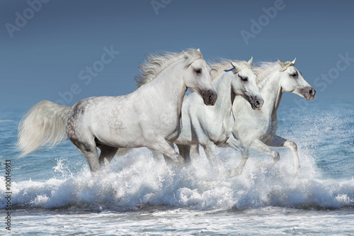 Horse herd run gallop in waves in the ocean