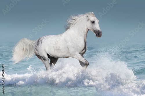 White arabian horse run gallop in waves in the ocean