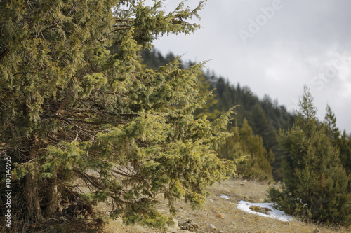 The pine trees on Taurus Mountains.