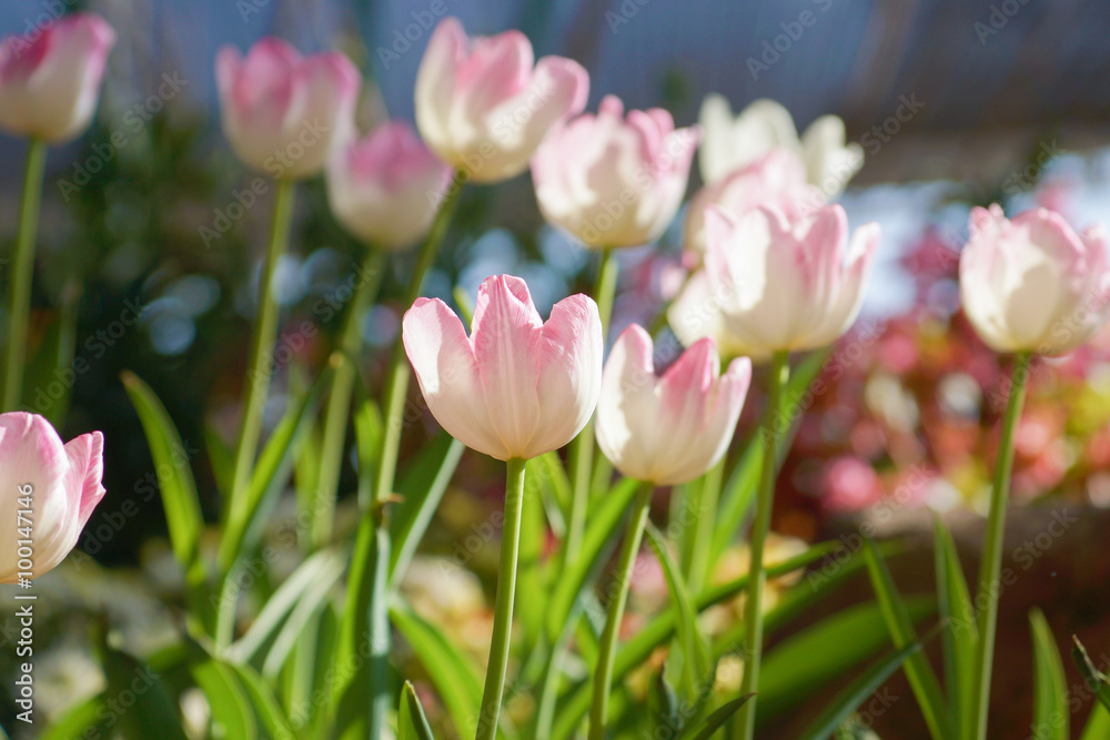 Fototapeta premium Tulips are blooming in the garden.