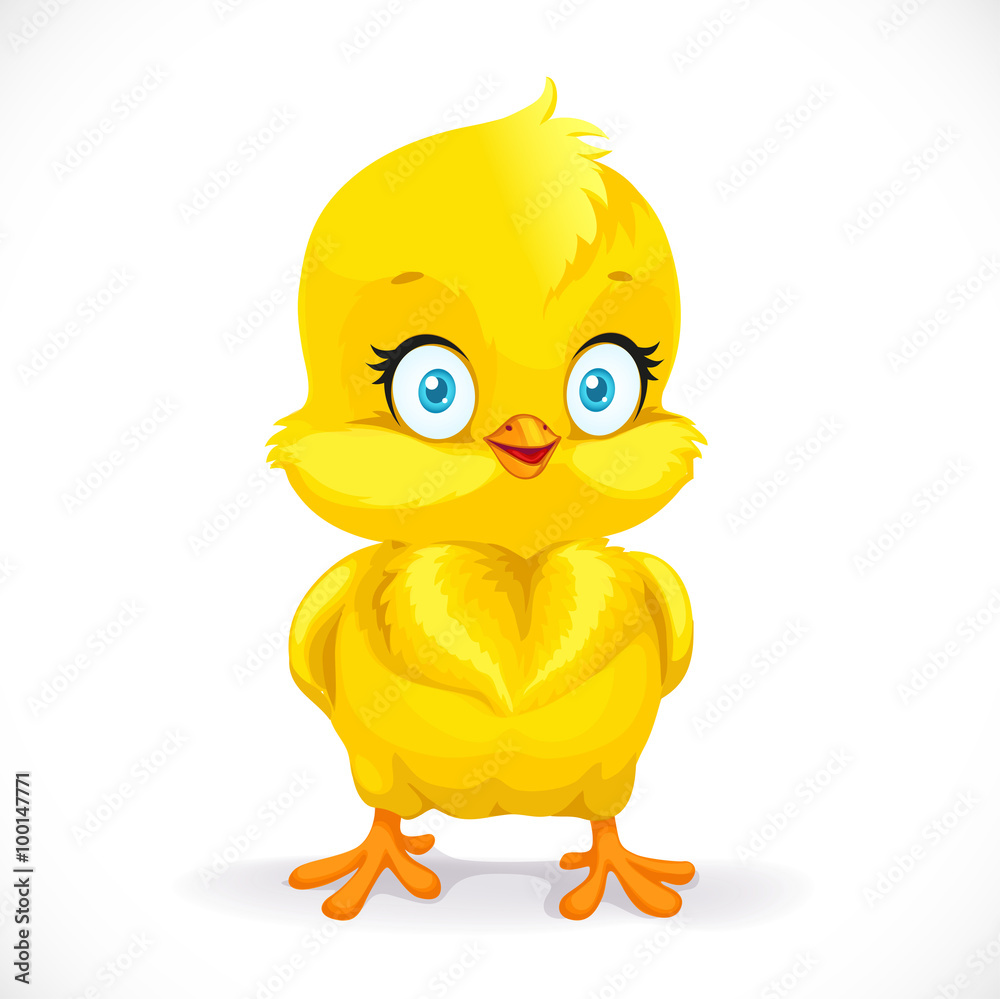 Beautiful little yellow chicken isolated on a white background