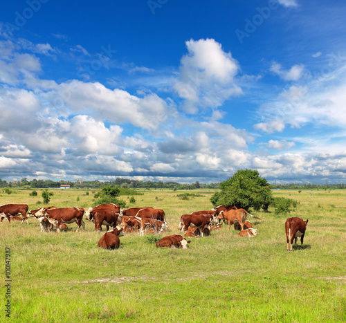 Cows grazing on pasture