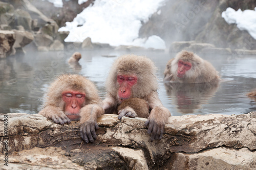 snow monkeys in onsen