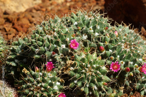 cactus flower