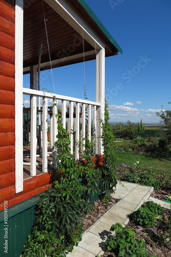 Summer cottage terrace densely twined by virginia creeper (Parthenocissus quinquefolia var. murorum) against a blue sky