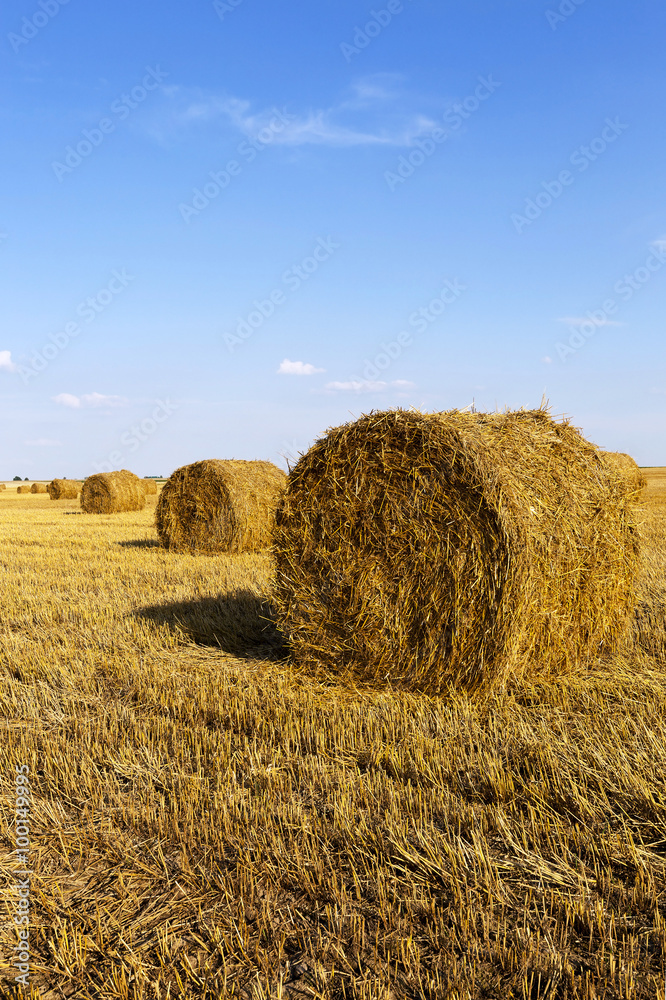   field with cereals  