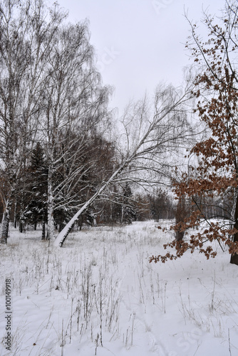 Wallpaper Mural Зимний городской парк Torontodigital.ca