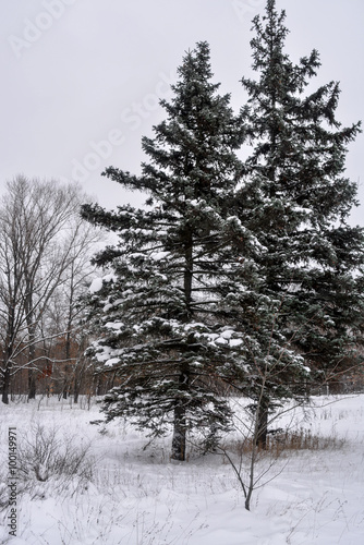 Wallpaper Mural Зимний городской парк Torontodigital.ca