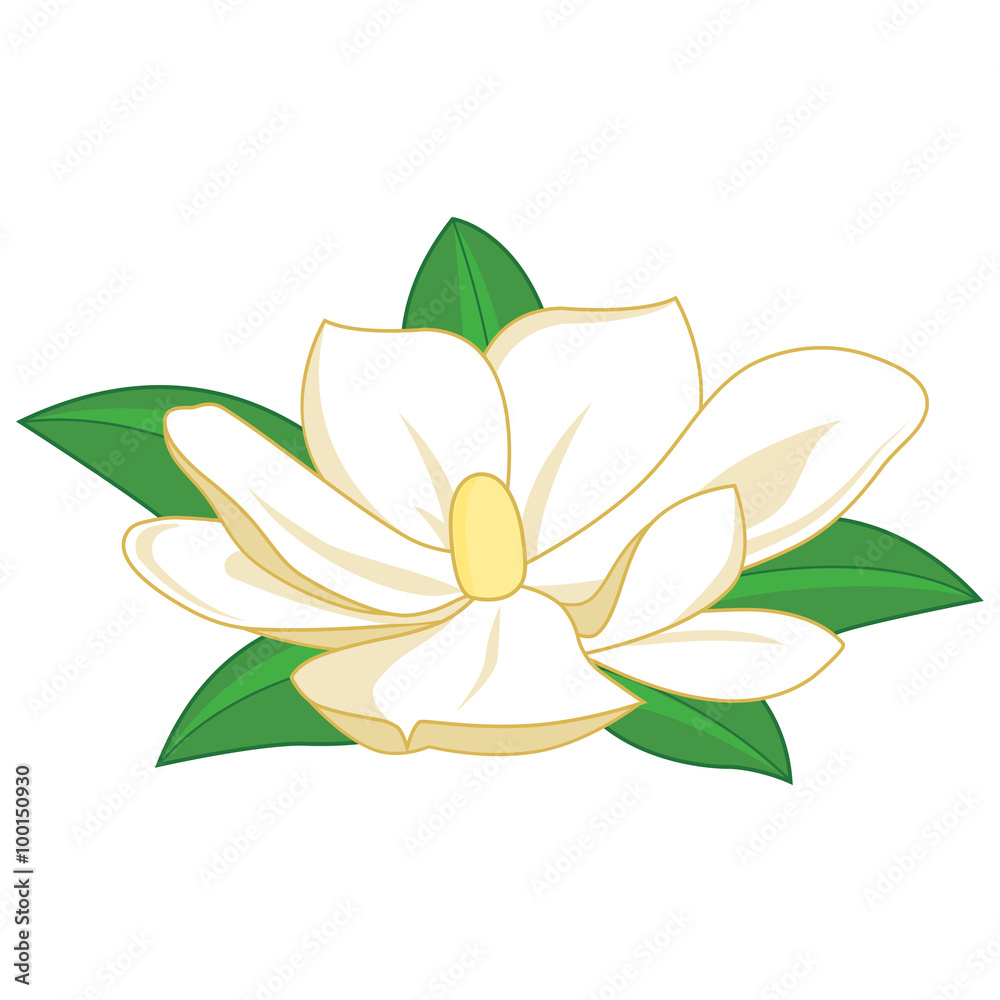 Naklejka premium Magnolia flower. Vector illustration