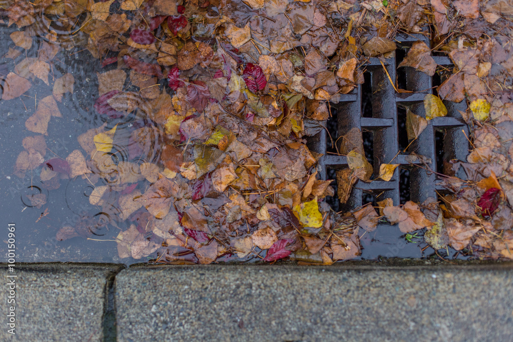 Fototapeta premium Leaves clogging a drain