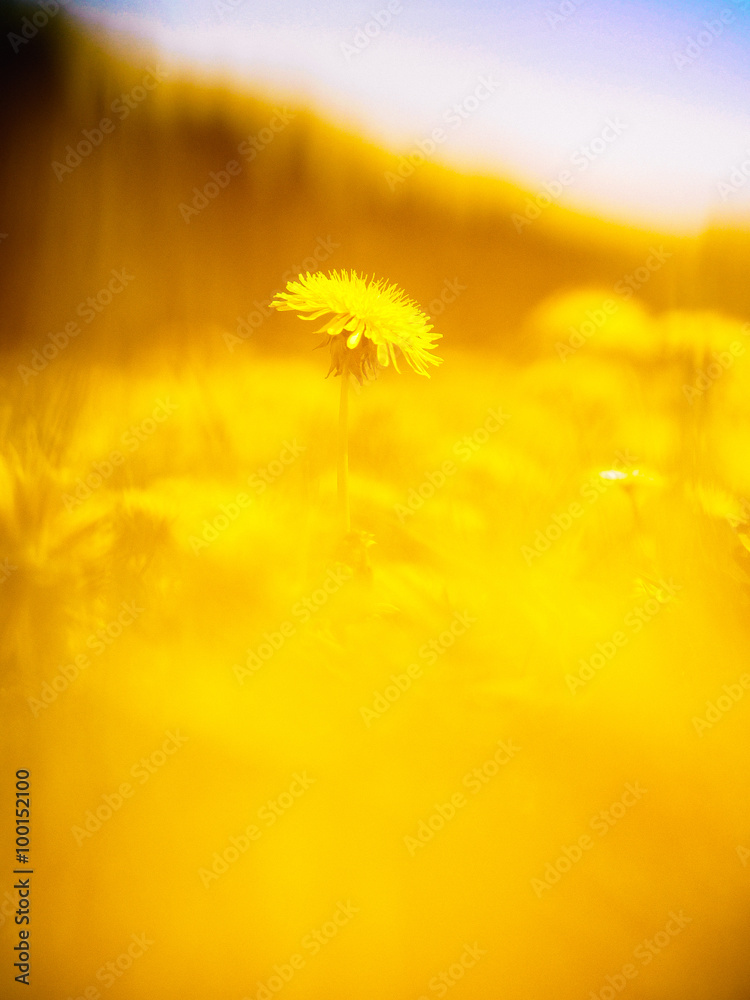 dandelion meadow